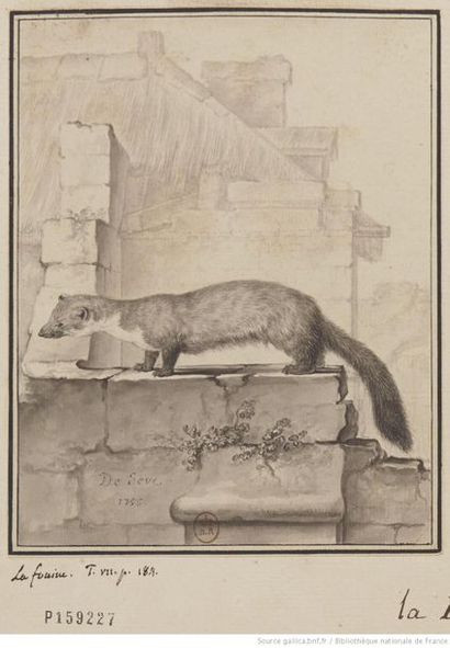 Jacques Eustache de Sève (vers 1770-1830) 
The weasel 1794
Feather and grey wash...