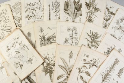 null * [BOTANICS]. 
 BUC'HOZ Pierre-Joseph (1731-1807). Histoire générale des animaux,...