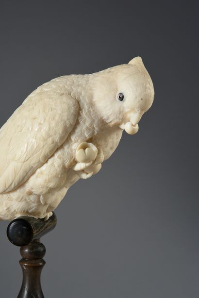 JAPON Very finely carved ivory parakeet with mother-of-pearl eyes, it rests on a...