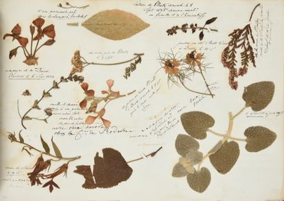 null [Herbier][Album Amicorum]
Herbier d'Apollonie de La Rochelambert, 1832-1838.
Dimensions...