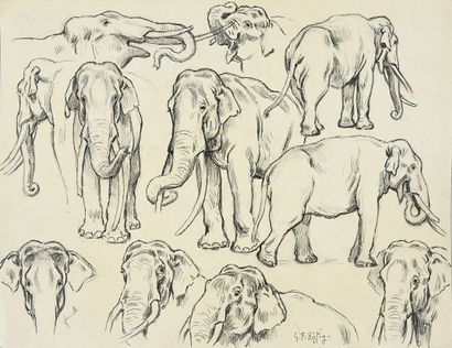 Georges Frédéric ROTIG (1873 - 1961) Etude d'éléphant. Crayon, signée en bas à droite...