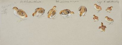 Georges Frédéric ROTIG (1873 - 1961) 
Study of small partridges 10 days old.
Gouache...
