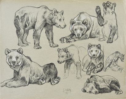 Georges Frédéric ROTIG (1873 - 1961) Etude d'ours. Crayon et rehauts de craie blanche,...