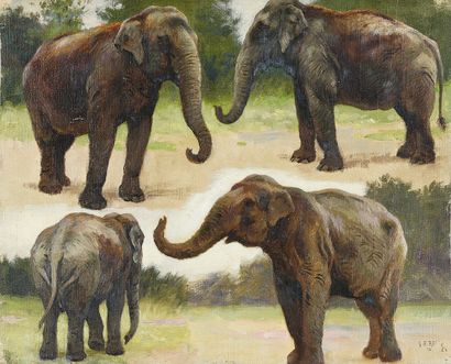 Georges Frédéric ROTIG (1873 - 1961) 
Etude d'éléphant.
Huile sur toile, signée en...