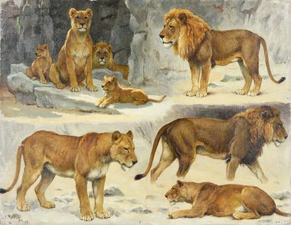 Georges Frédéric ROTIG (1873 - 1961) 
Study of lionesses and lions.
Oil on canvas,...