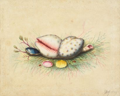 David Gibson (actif entre 1788 et 1802/8) 


Nature morte aux coccinelles et coquillages,...
