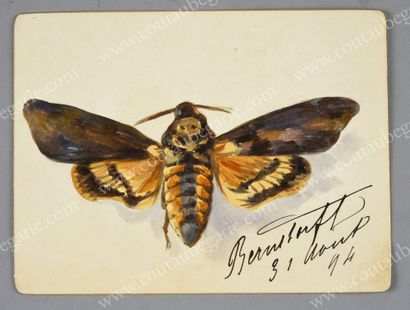 MARIE, princesse d'Orléans (1865-1909) 
Night butterfly.
Watercolour on bristol board,...