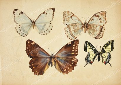 MARIE, princesse d'Orléans (1865-1909) 
Study of butterflies.
Unsigned watercolour...