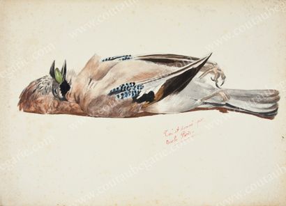MARIE, princesse d'Orléans (1865-1909) 
Hunting trophy.
Watercolor on cardboard not...