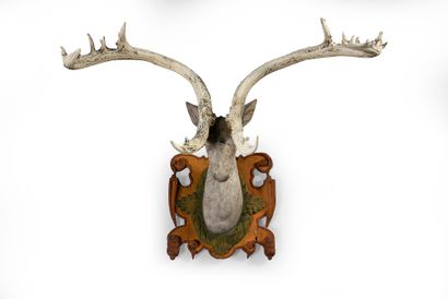 null Thamin deer trophy, mounted on a carved and polychromed wooden escutcheon of...
