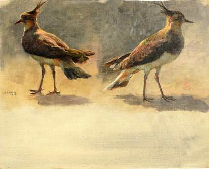 George Frédéric RÖTIG (1873-1961) Étude de Vanneaux Huile sur toile, Signée au milieu...