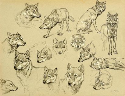 George Frédéric RÖTIG (1873-1961) Etude de loups Crayons, signé en bas à droite et...