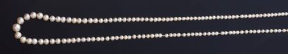 Necklace of 158 fine pearls in fall of 2,3...
