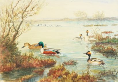 J. Oberthur Green collars and ducks
Pair of watercolors, one signed lower left 36.5...