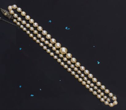 null Collier de perles en chute de perles de culture (8,33 mm à 3,6 mm environ),...