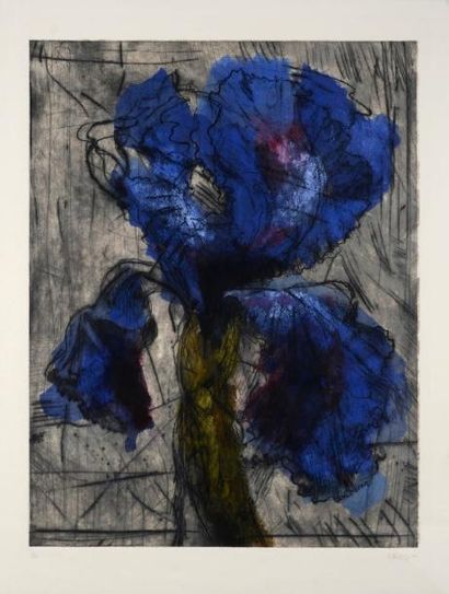 KEN TRI DGE William (né en 1955) Iris. Gravure en couleurs et rehauts d'aquarelle,...