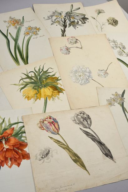 D'après Elisa Champin (1807 - 1871) Ensemble de 10 dessins de fleurs, d'après les...