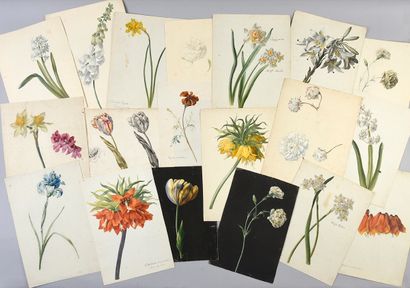 D'après Elisa Champin (1807 - 1871) Ensemble de 9 dessins de fleurs, d'après les...
