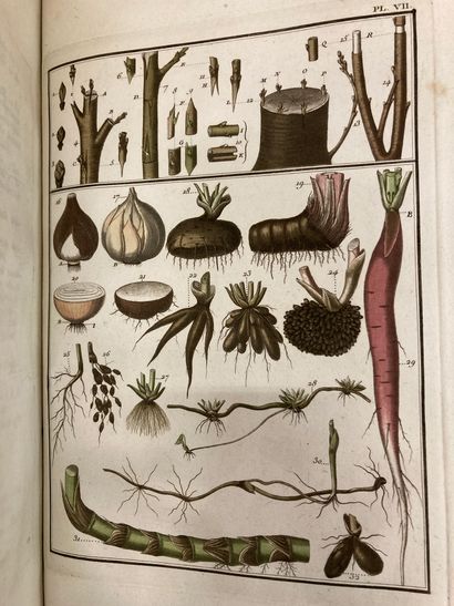 null XVIIIth c. | HERBARIUM - BULLIARD, Pierre - Herbarium of France, or complete...