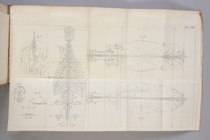 null EQUITATION VINCENT, Antoine-François 
Du cheval, extrait de la mémoire artificielle...