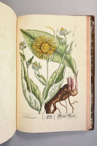 BLACKWELL Elizabeth Herbarium Blackwellianum... Nuremberg, Johann Josef Fleischmann,...