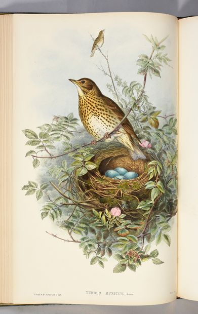 GOULD John The birds of Great Britain. Londres, l'auteur, [1862]-1873.
5 vol. in-folio,...