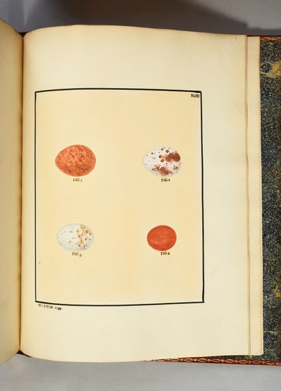 LEWIN William The birds of Great Britain with their eggs... Londres, l'auteur, 1789-1794.
7...