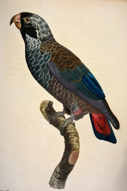 LEVAILLANT François Histoire naturelle des perroquets. Paris, Levrault frères, 1801-1805.
2...