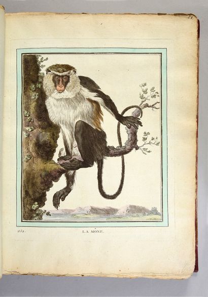 BUFFON Georges-Louis de 
Collection des animaux quadrupèdes... Paris, [Panckoucke],...