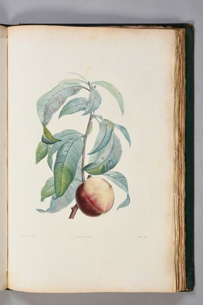ROUSSEAU Jean-Jacques La botanique... Paris, Delachaussée et Garnery, 1805.
Grand...
