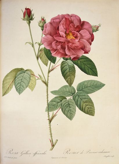 REDOUTÉ Pierre Joseph & Claude-Antoine THORY 
Les roses. Paris, imprimerie Firmin...