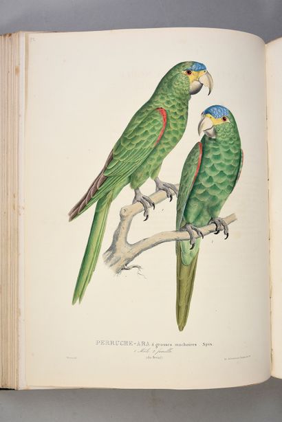 BOURJOT SAINT-HILAIRE Alexandre Histoire naturelle des perroquets. Troisième volume...