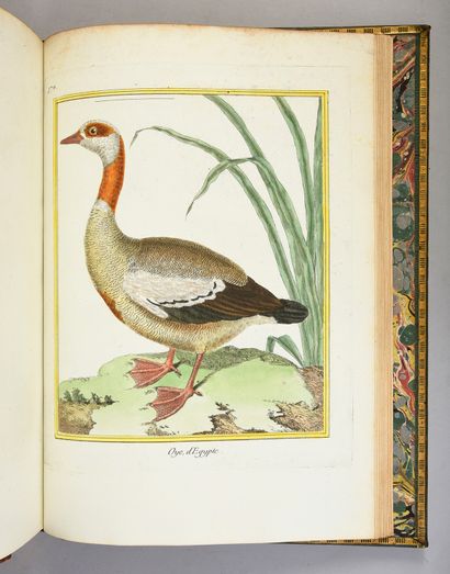[BUFFON Georges-Louis de] Histoire naturelle des oiseaux. Paris, Imprimerie royale,...