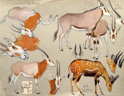 Georges Frédéric RÖTIG (1873-1961) Etude d'antilopes chevalines. Aquarelle gouachée,...