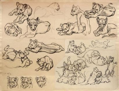 Georges Frédéric RÖTIG (1873-1961) Etude de lionceaux. Crayon, signé en bas à gauche...