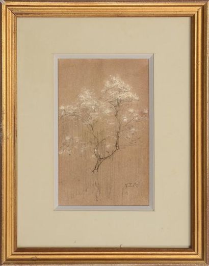 Jean Francois MILLET (1814-1875) L'arbre Dessin à la mine de plomb rehaussé de pastel....