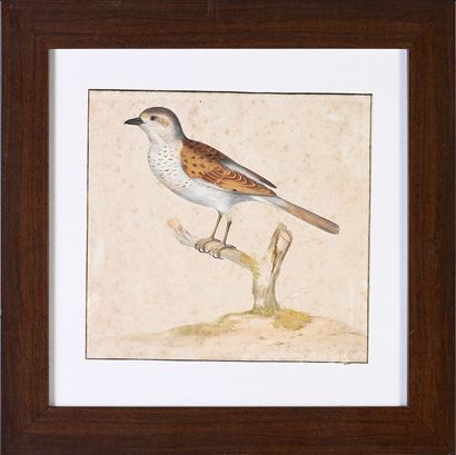 Pieter WITHOOS (Amersfoort 1654 - Amsterdam 1693) Thrush on a branch
Watercolor partially...
