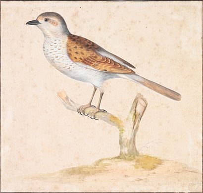 Pieter WITHOOS (Amersfoort 1654 - Amsterdam 1693) Thrush on a branch
Watercolor partially...