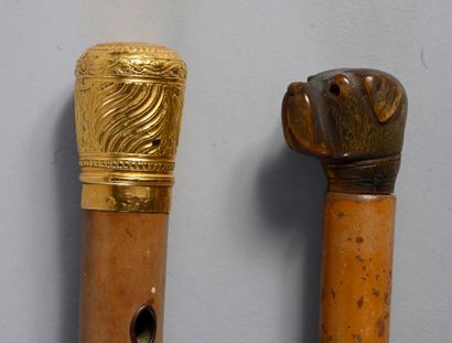 null Lot of two canes in malaca rush, the knobs for the one with mouth of ball dogue...