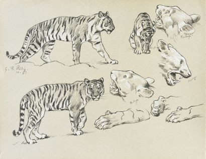 Georges Frédéric ROTIG (1873 - 1961) Etude de tigres.
Crayon et rehauts de craie...