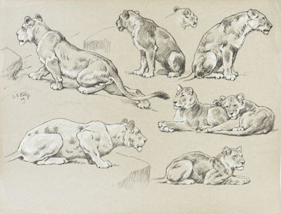 Georges Frédéric ROTIG (1873 - 1961) Etudes de lionnes et lions.
Deux études au crayon,...