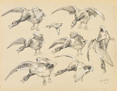 Georges Frédéric ROTIG (1873 - 1961) Etude de canards et sarcelles.
Crayon, rehauts...