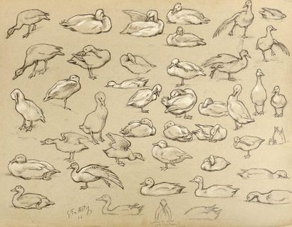 Georges Frédéric RÖTIG (1873-1961) Etude de canards Dessin au crayon et à rehaut...