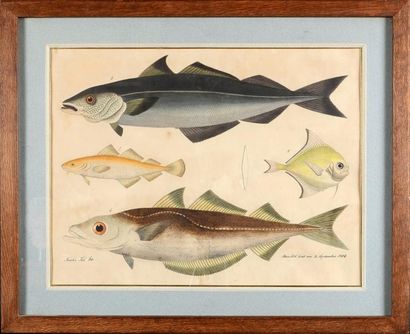 Aloys ZOTL (1803 - 1887) Planche de quatre études de poissons Aquarelle, plume et...