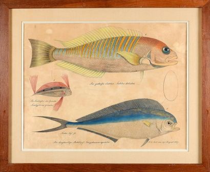 Aloys ZOTL (1803 - 1887) Planche avec trois études de poissons Aquarelle, plume et...