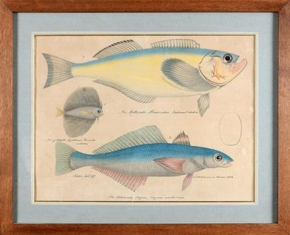 Aloys ZOTL (1803 - 1887) Planche de trois études de poissons Aquarelle, plume et...
