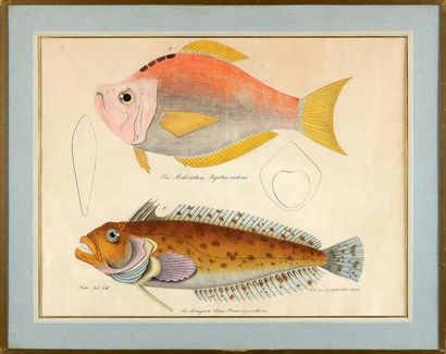 Aloys ZOTL (1803 - 1887) Planche de deux études de poissons Aquarelle, plume et encre...
