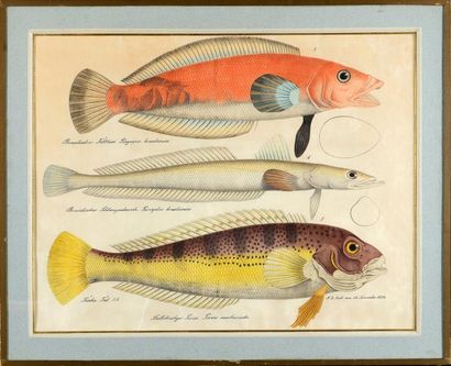 Aloys ZOTL (1803 - 1887) Planche de trois études de poissons Aquarelle, plume et...