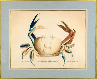 Aloys ZOTL (1803 - 1887) Etude de crabe Aquarelle, plume et encre noire sur traits...