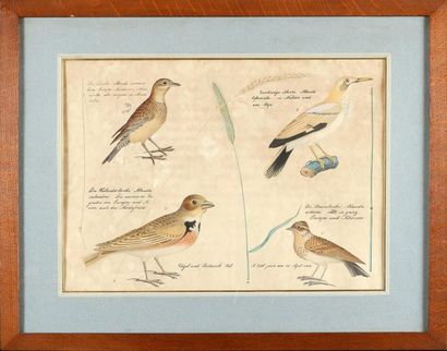 Aloys ZOTL (1803 - 1887) Planche avec neuf études d'oiseaux Aquarelle, plume et encre...